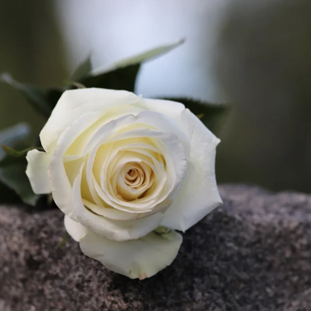 It is with great sadness we heard of the passing of Carol Mitchell on the evening of Sunday, 4 th May, 2025. She passed peacefully surrounded by her husband Scott and children Dylan and Stacey.

Carol was a long-time friend of many in hockey circles near and far.  We are all at a loss to understand how one so beautiful and nice to all can be taken too soon.

More details shall be released when they come to hand.

Hockey Geelong wishes Scott. Dylan and Stacey, our condolences at this difficult time.

https://www.hockeygeelong.asn.au/2025/05/vale-carol-mitchell